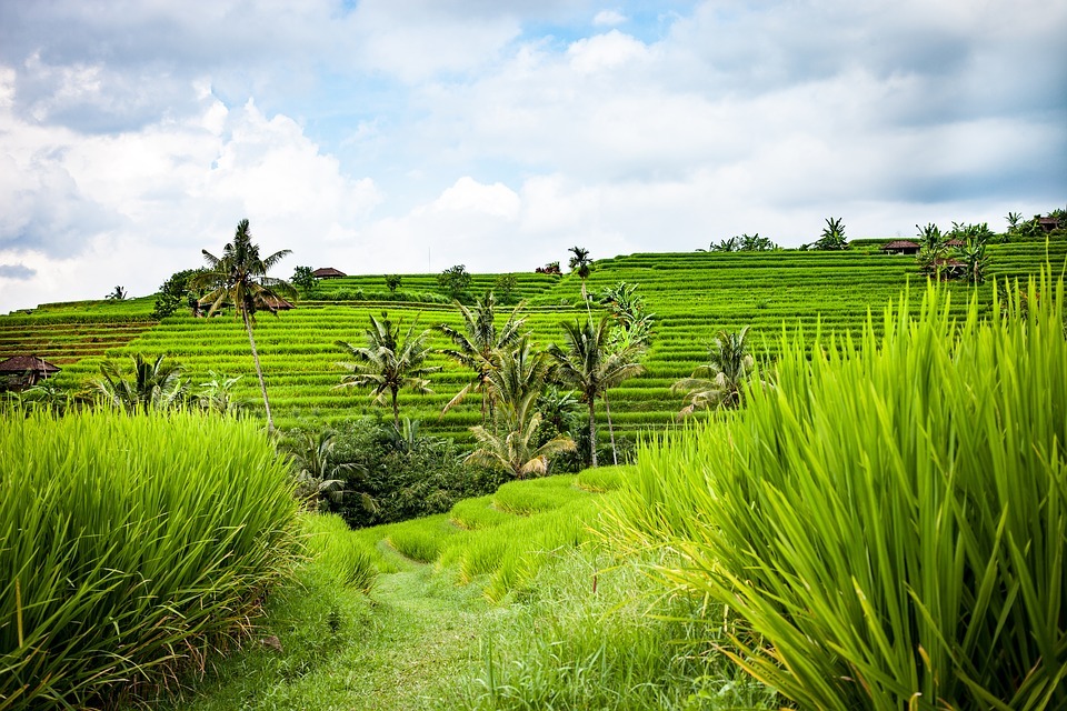 Bali